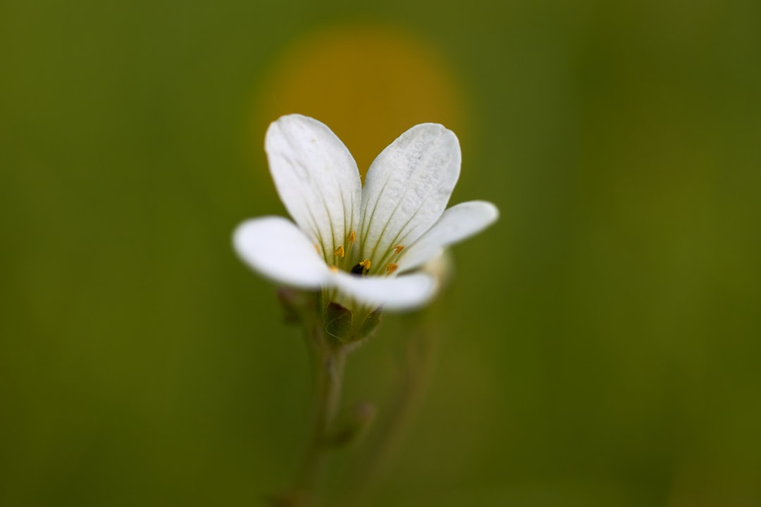 white flower in tilt shift lens