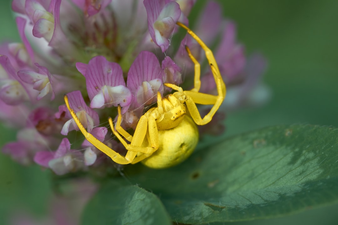 yellow spider on purple flower