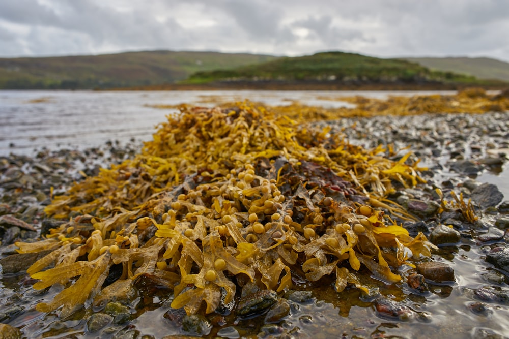 yellow and brown dried leaves on shore during daytime