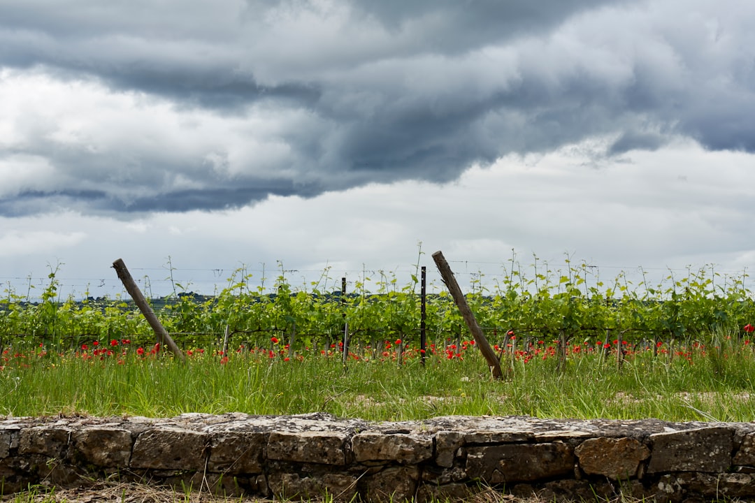 green grass field under cloudy sky during daytime