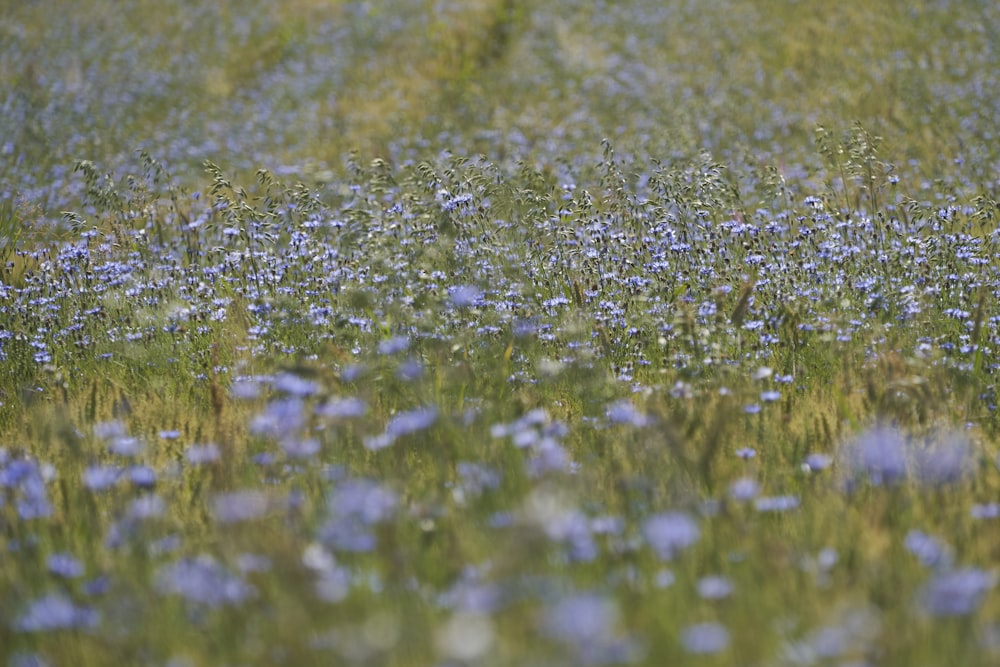 green grass field during daytime