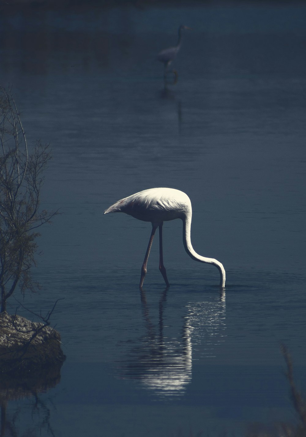 white bird on brown rock near body of water during daytime