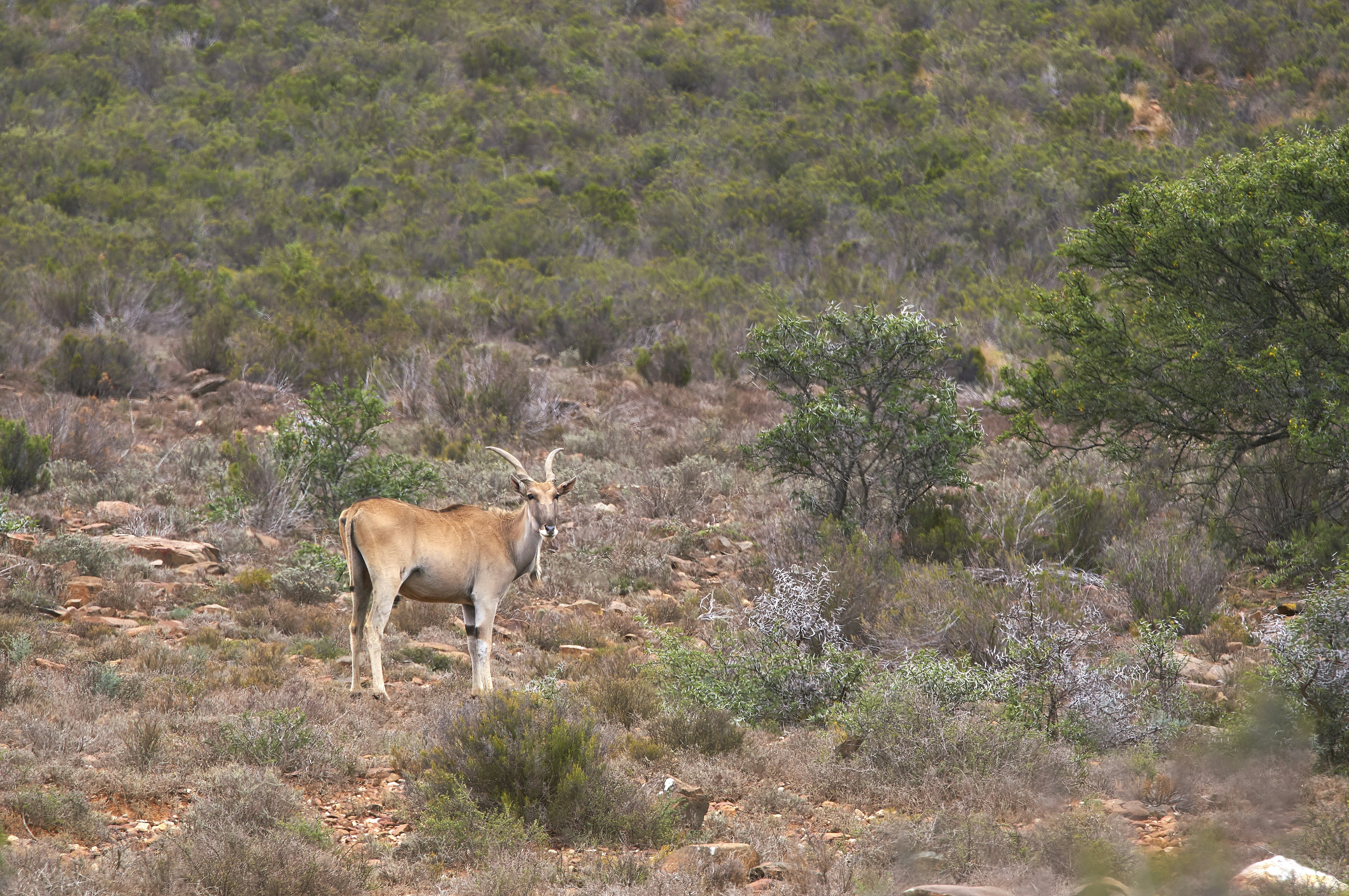 Photo by wolfgang_hasselmann