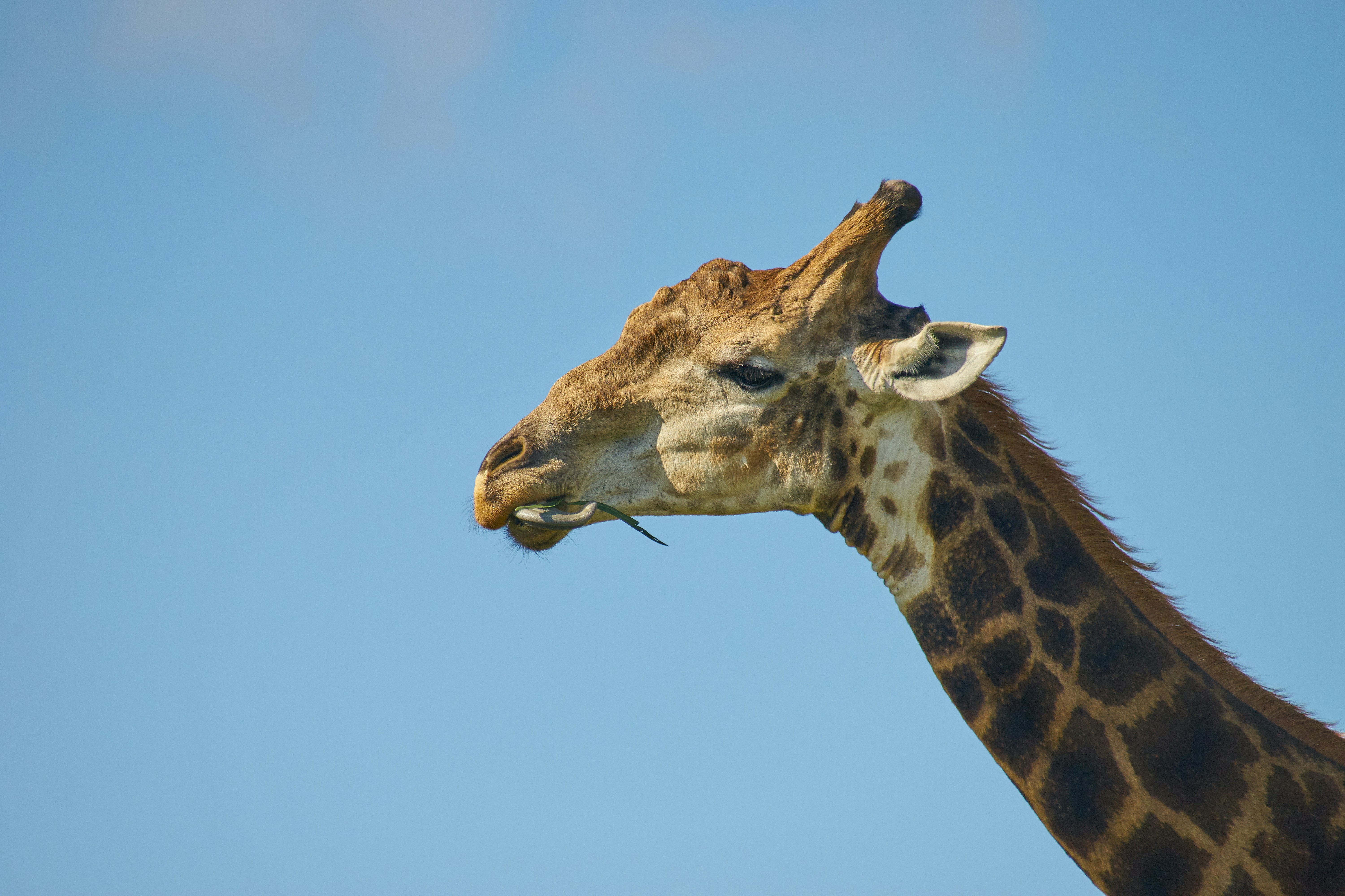 Photo by wolfgang_hasselmann