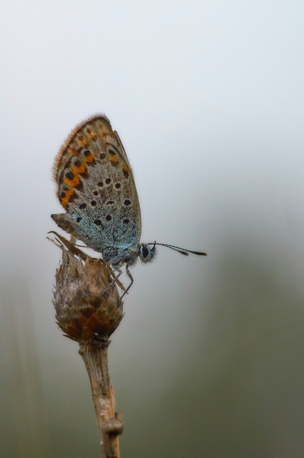 blue and brown butterfly on brown flower bud in close up photography during daytime