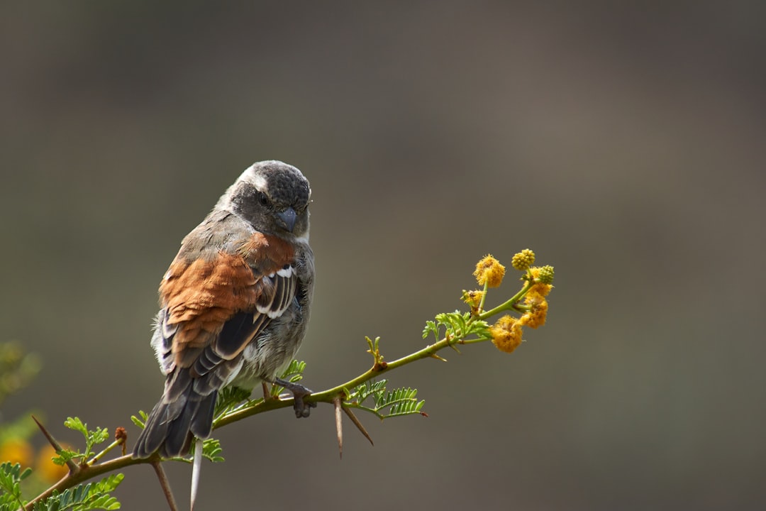 brown and gray bird perched on yellow flower