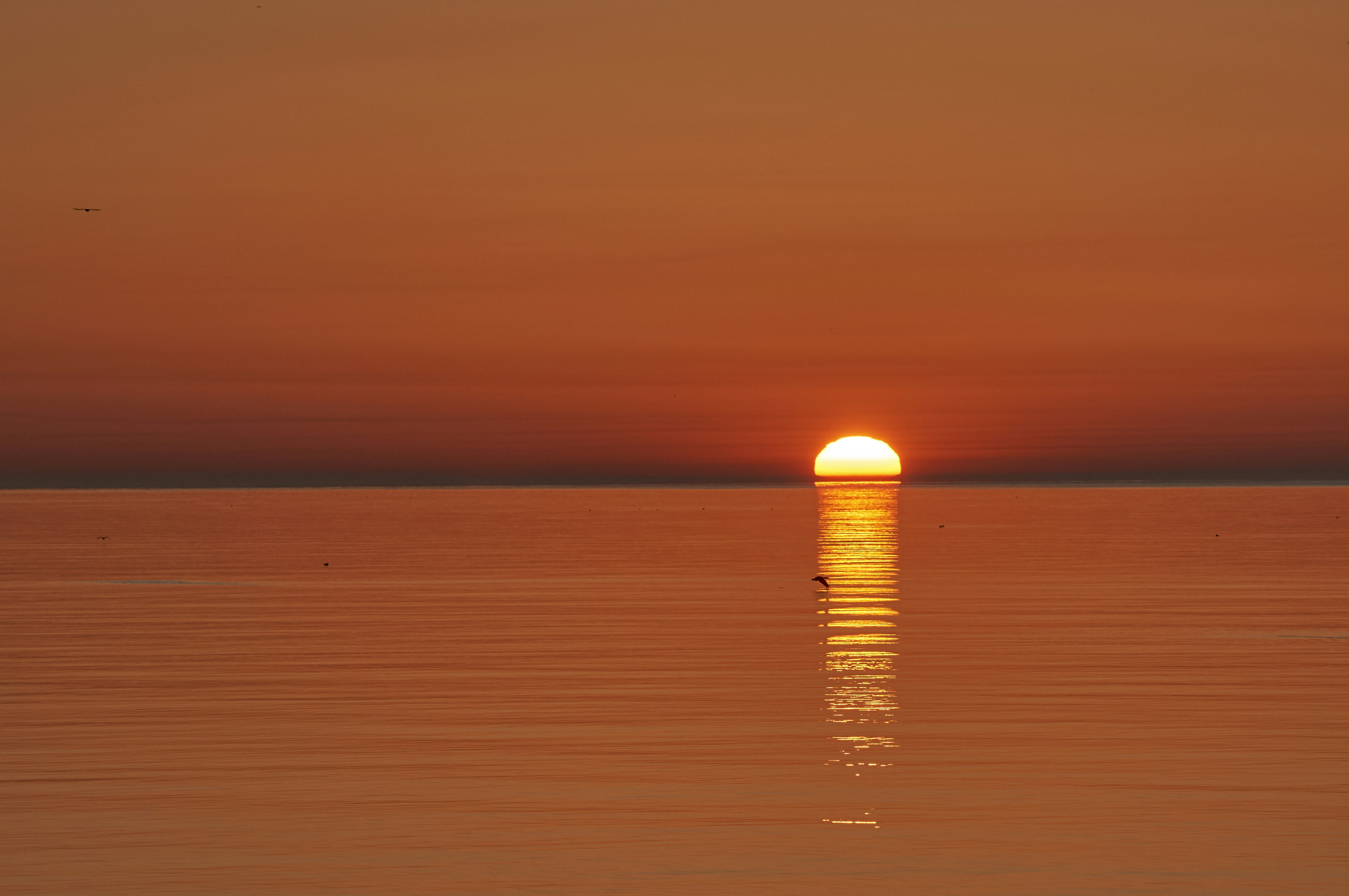 Photo by wolfgang_hasselmann