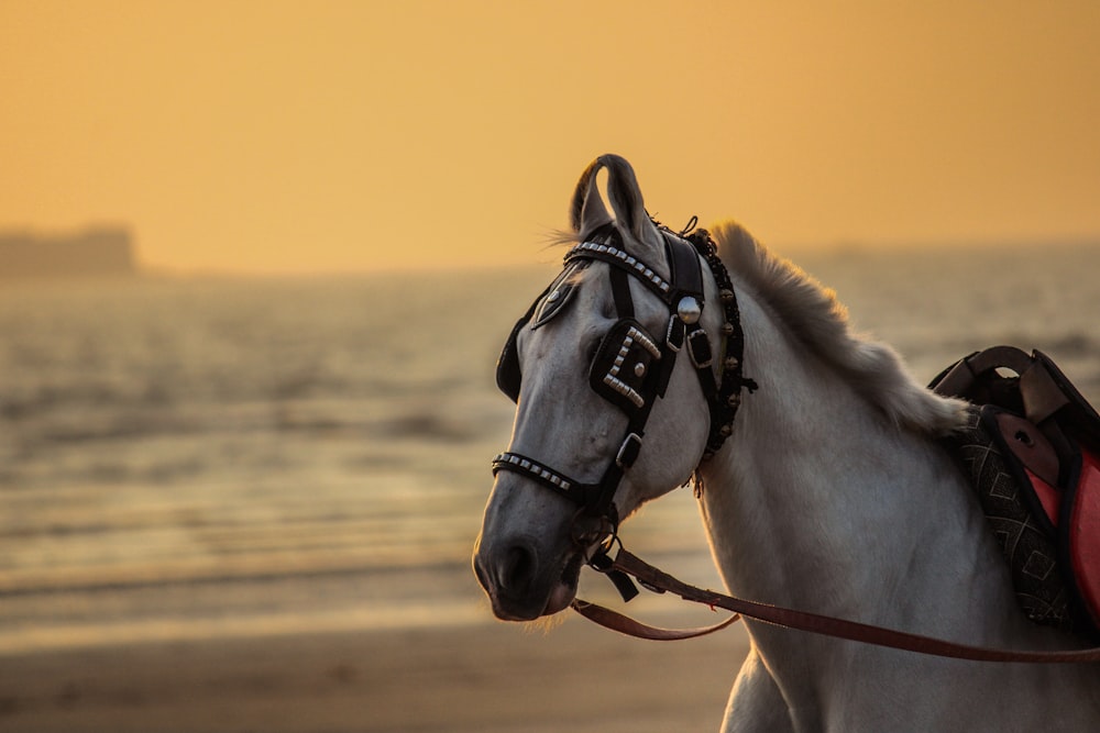 昼間の茶色の砂浜の白い馬