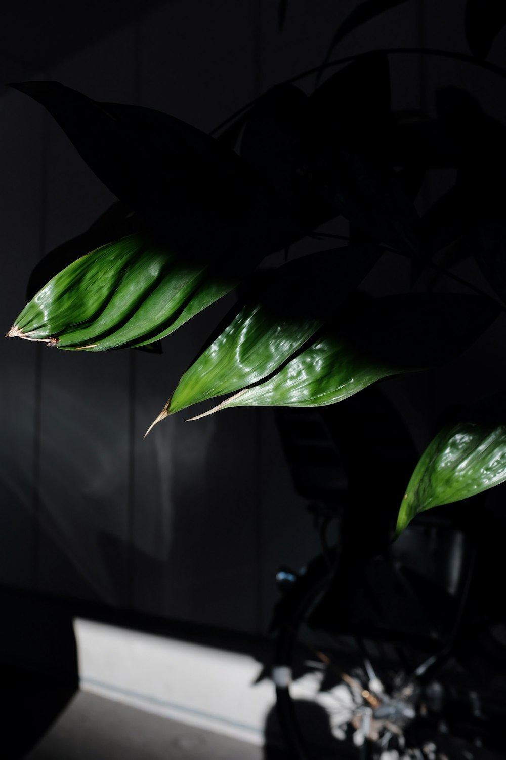 green leaves in close up photography