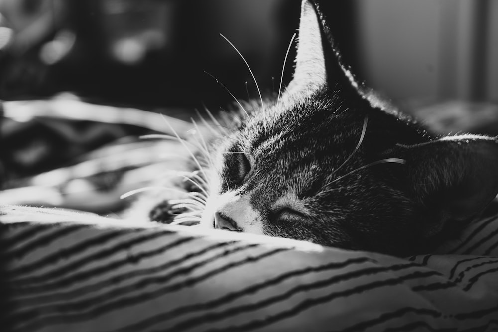 a black and white photo of a cat sleeping on a bed