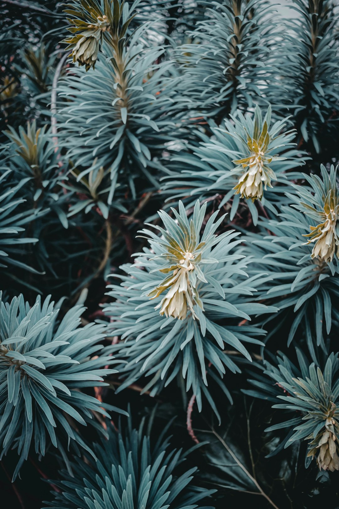 white and yellow flowers in tilt shift lens