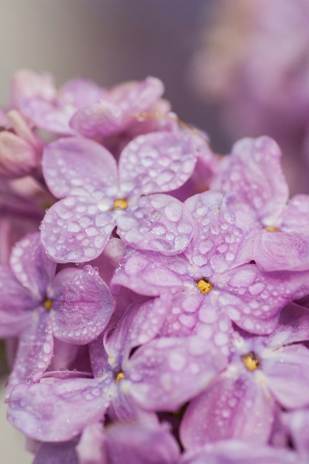 purple flower in macro shot