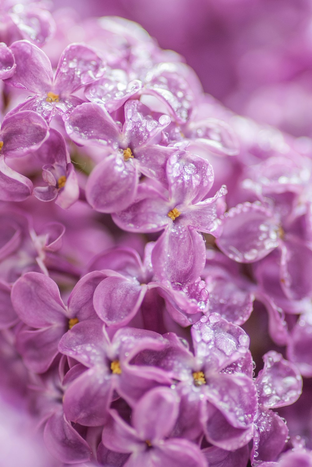 Flores moradas en lente macro