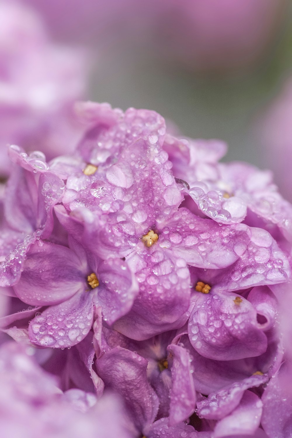 pink flower in macro shot