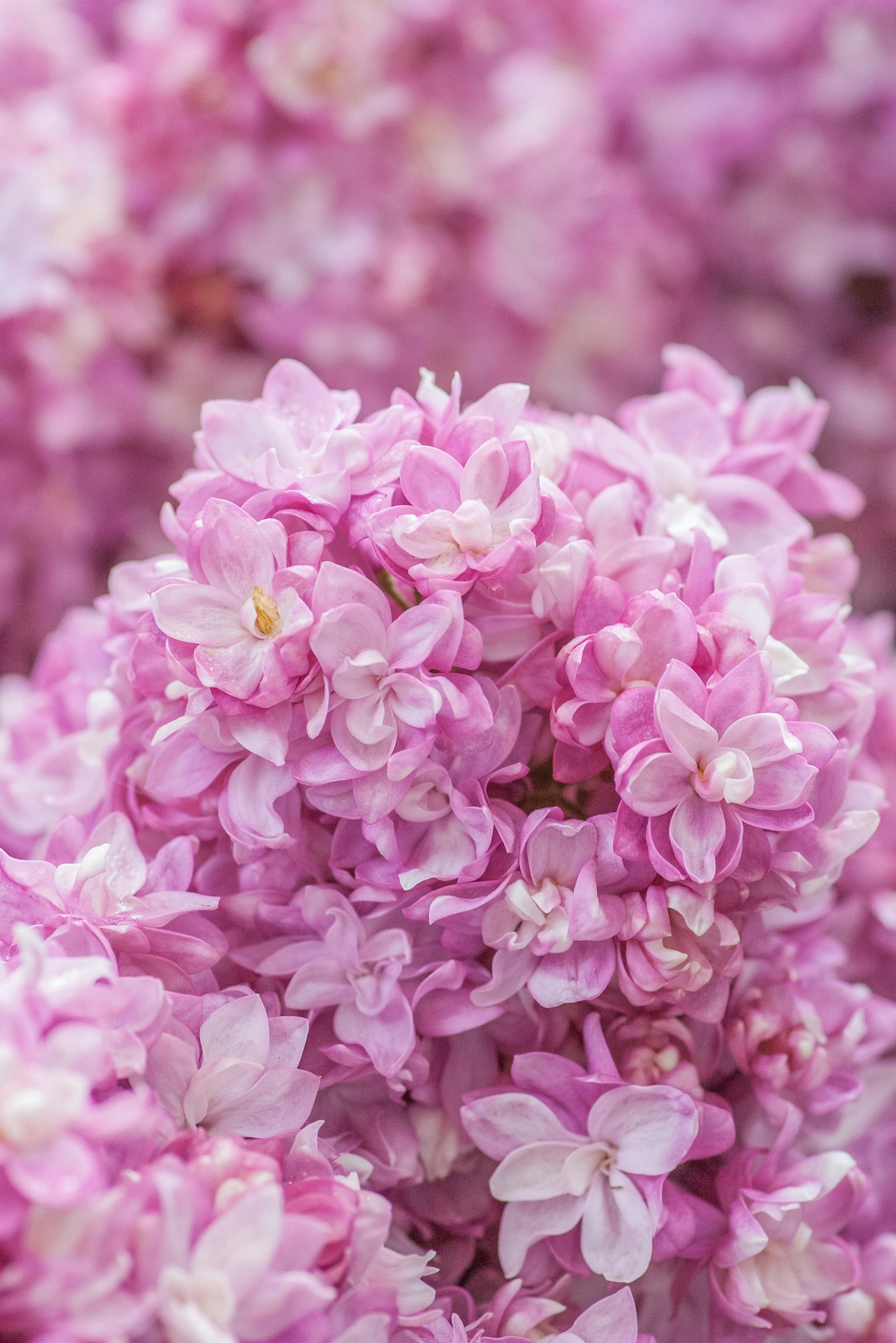 Pentax K100D Super sample photo. Pink flowers in tilt photography