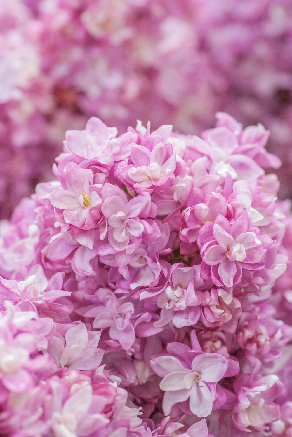 pink flowers in tilt shift lens