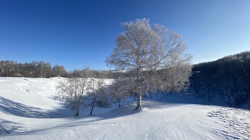 snow covered trees under blue sky during daytime