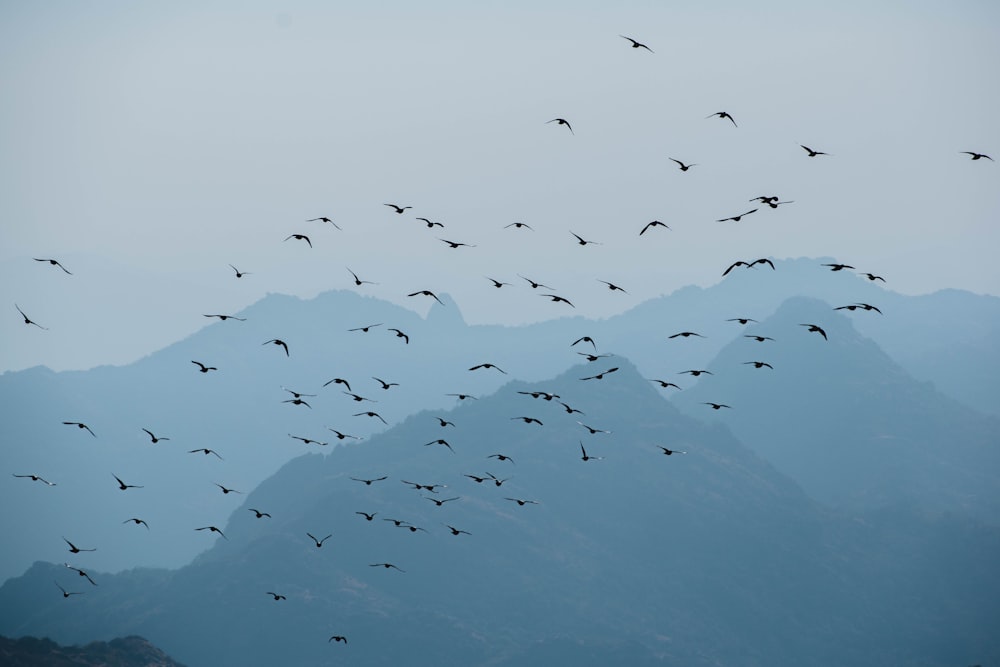 flock of birds flying over the mountain during daytime