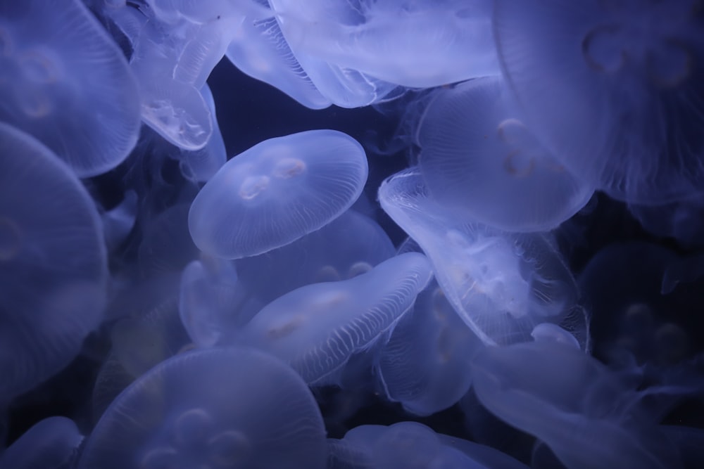 white jellyfish in close up photography