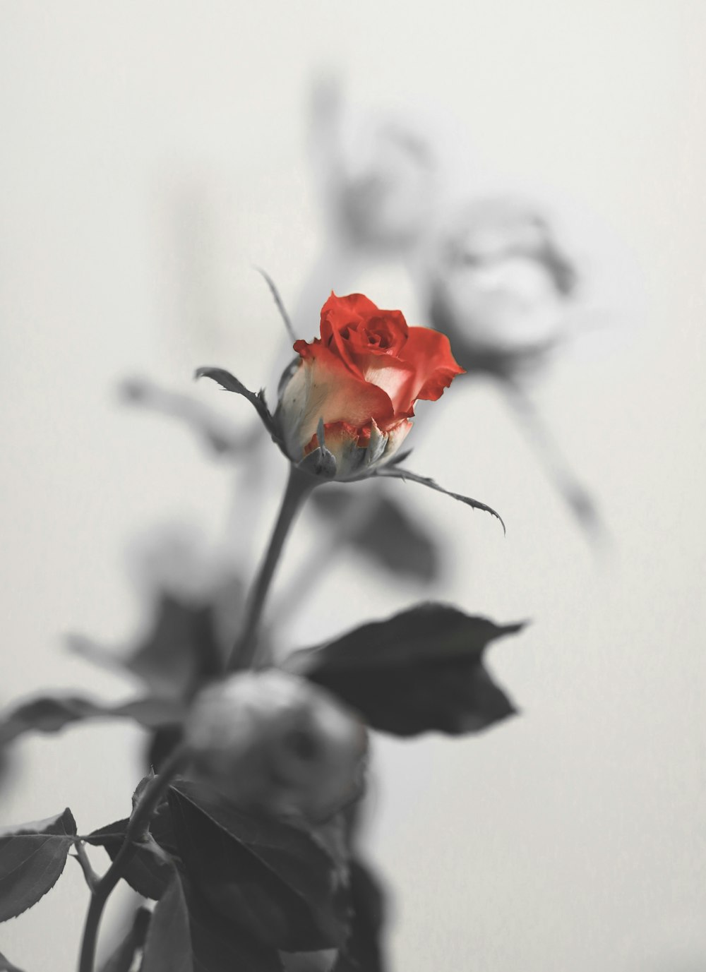 rosa roja en flor con nieve