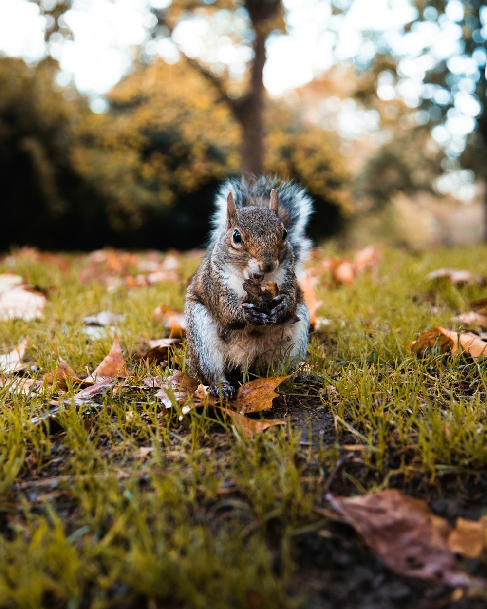 brown and white squirrel on green grass during daytime