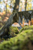 Close-up of fresh lion's mane mushrooms growing on sustainable logs.