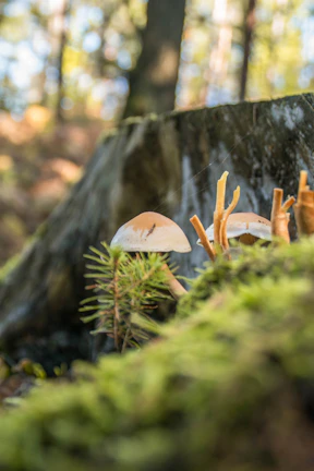 Close-up of fresh lion's mane mushrooms growing on sustainable logs.
