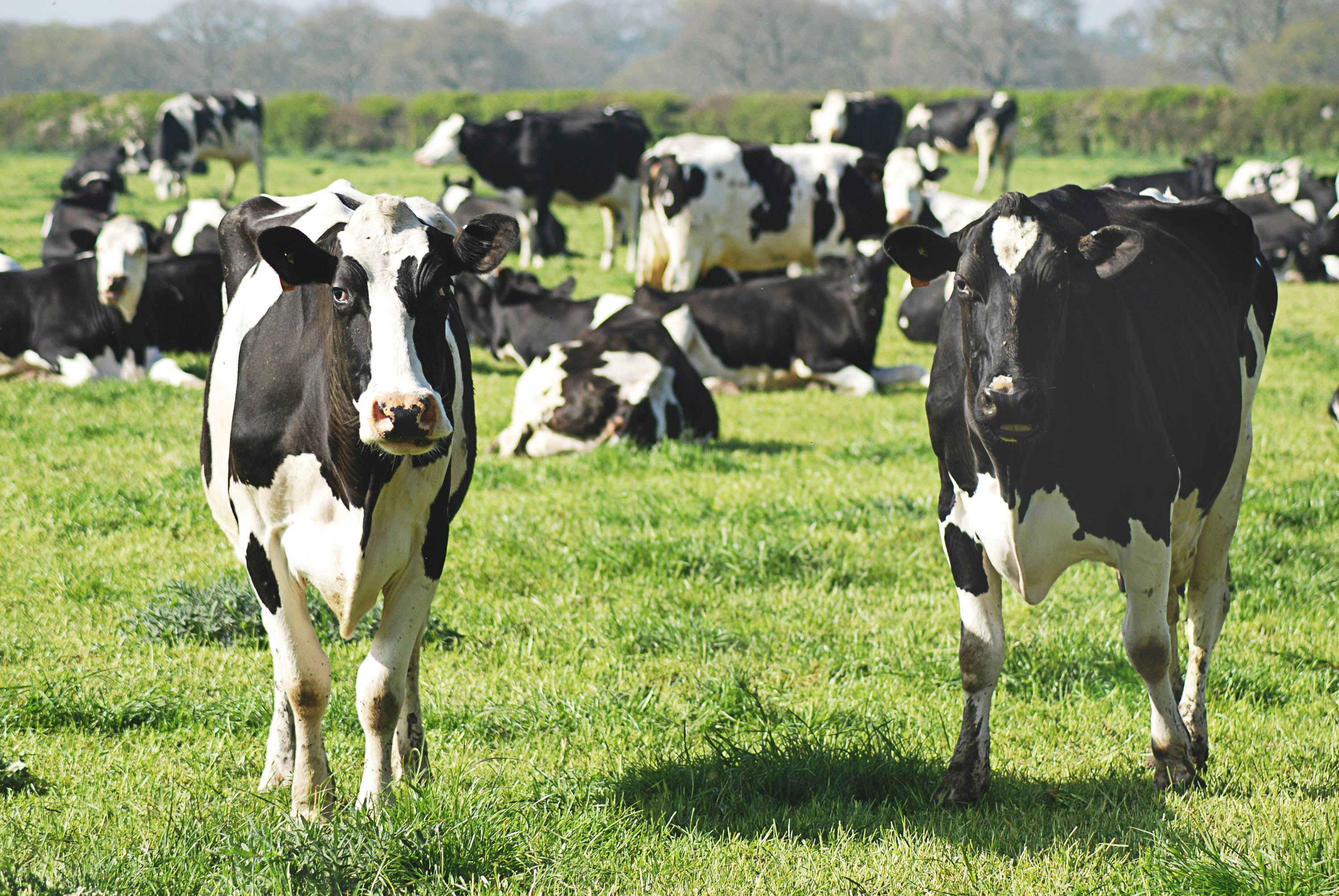 Premium cattle feed manufacturer in Kerala - Nanma Feeds 2