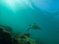 A sea turtle swimming gracefully through a blue-green underwater environment, surrounded by hazy light filtering from above. The ocean floor is covered with algae and seaweed, creating a serene and natural scene.