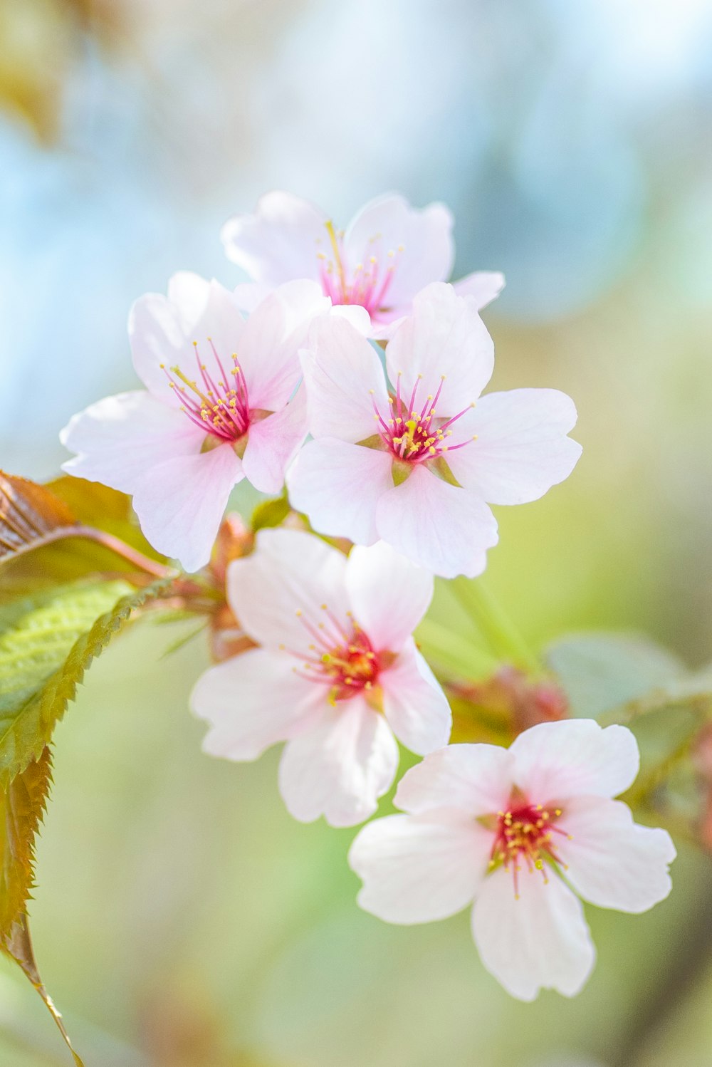 pink and white flower in tilt shift lens