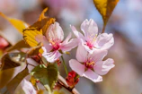 Delicate sakura petals falling gently over a jofae cherry blossom talisman, highlighted by warm gold and red accents.