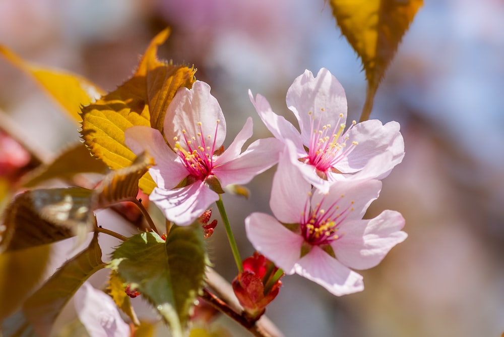 white and pink cherry blossom in close up photography