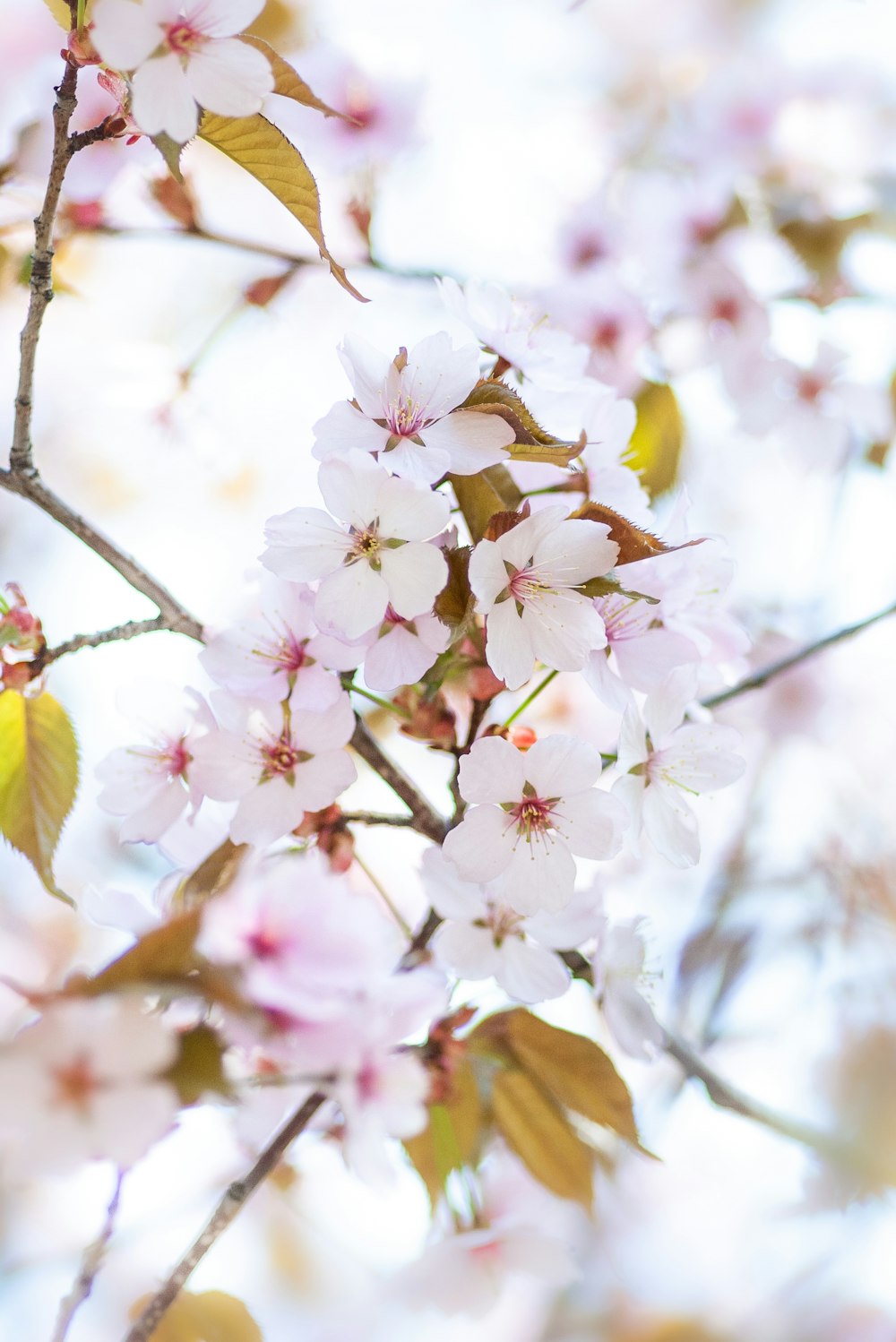 white and pink cherry blossom in close up photography