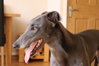A greyhound dog with a sleek, smooth coat and an extended tongue appears inside a room. The background includes wooden furniture and a closed wooden door, suggesting a domestic setting.