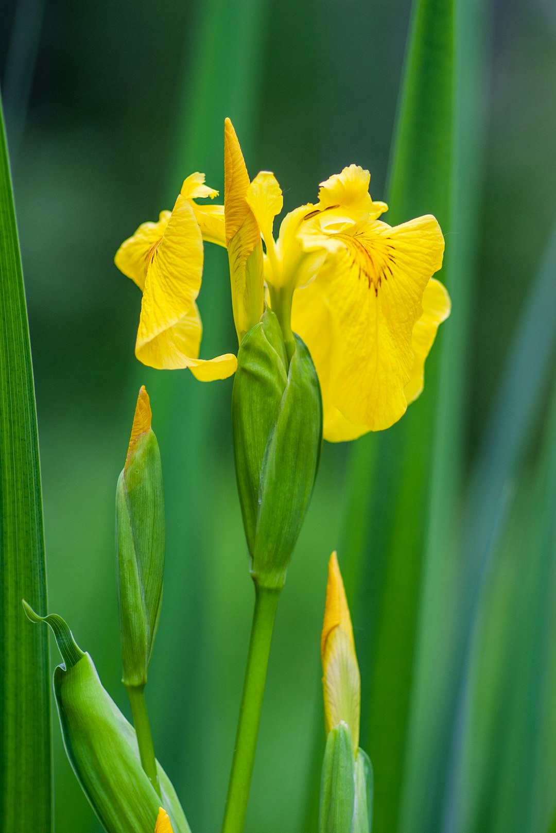 yellow flower in tilt shift lens