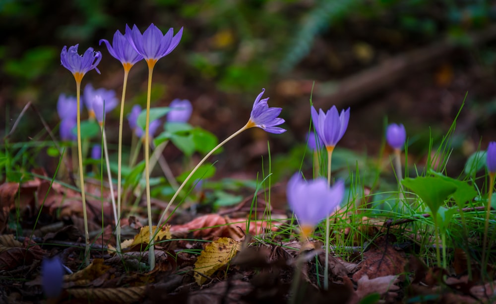 purple crocus flowers in bloom during daytime