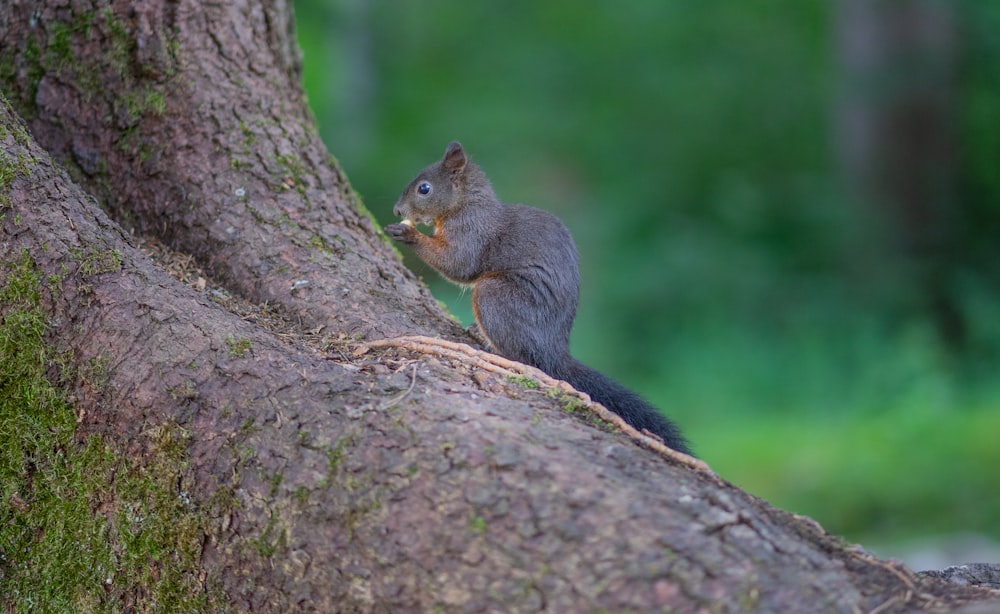 gray squirrel on brown tree branch during daytime