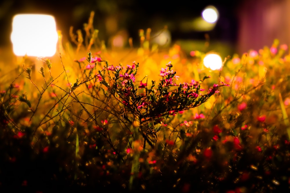 red and green plant during sunset