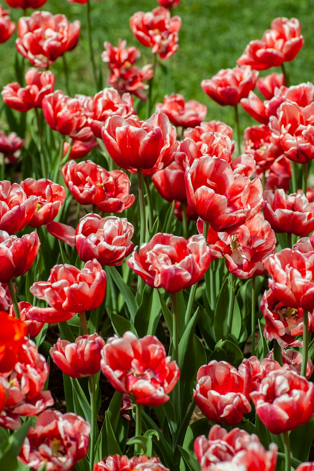 red tulips in bloom during daytime