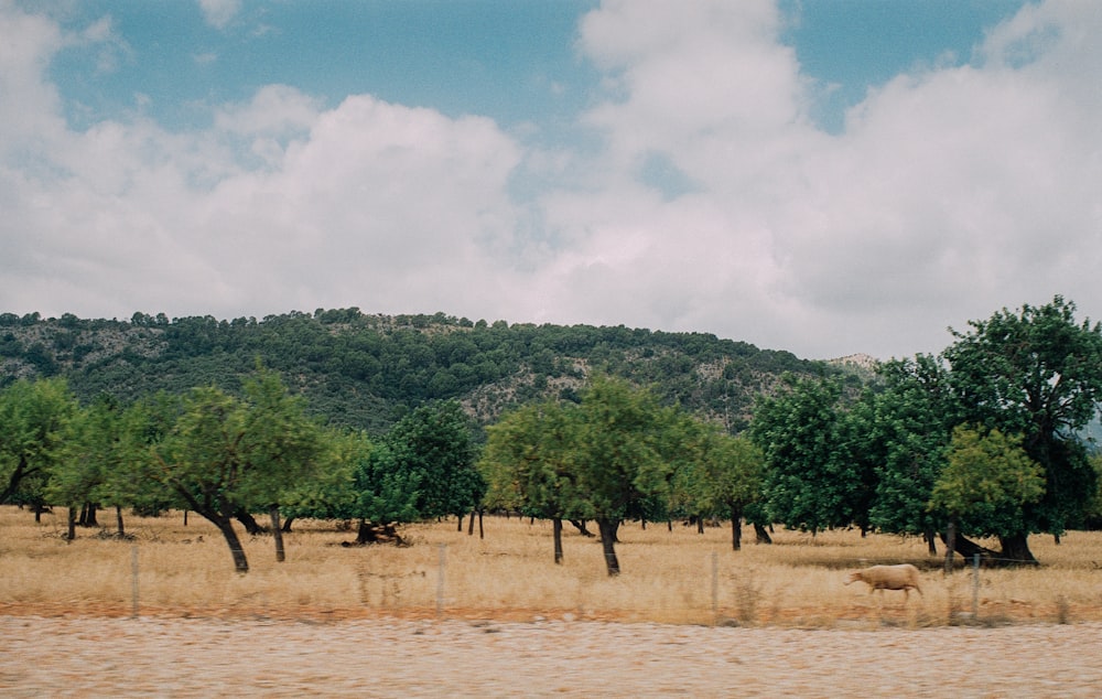 green trees under white clouds during daytime