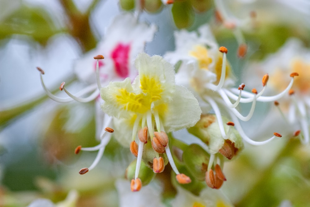 white and yellow flower in tilt shift lens photo – Free Ботанический сад  мгу «аптекарский огород» Image on Unsplash