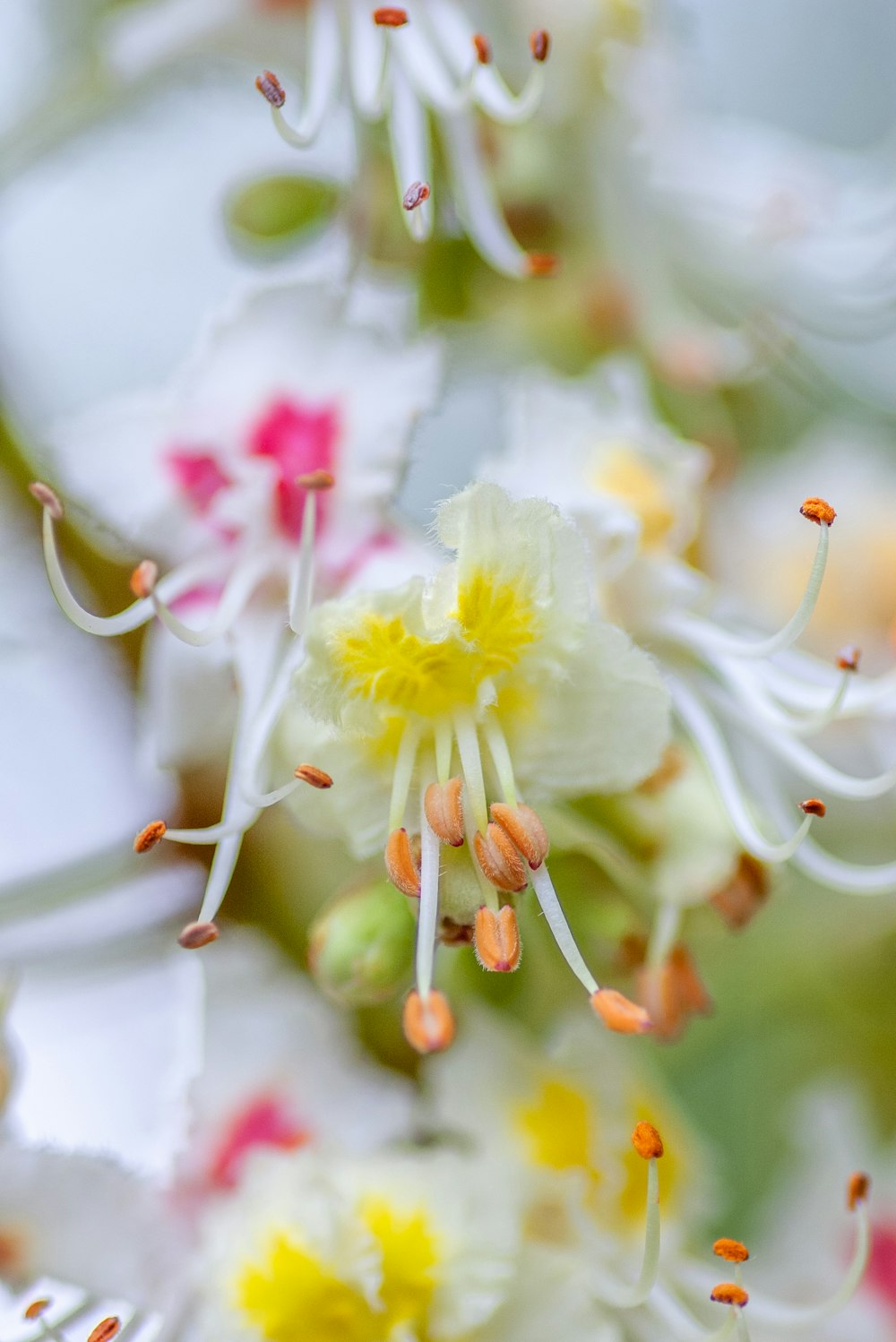 white and yellow flower in tilt shift lens