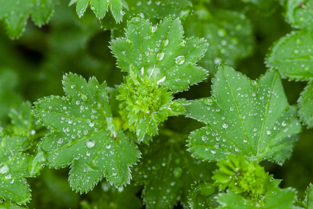 green plant with water droplets