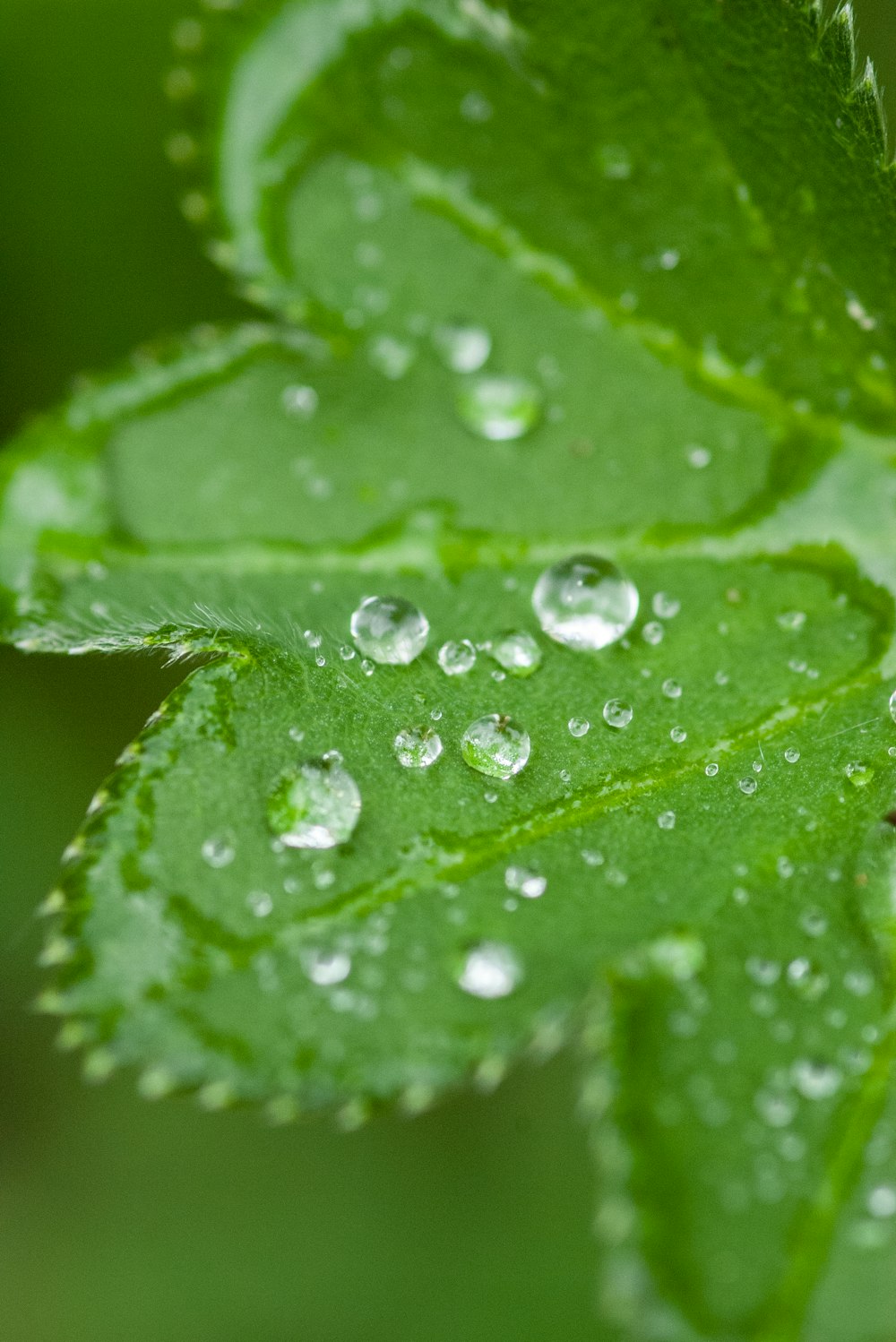 water droplets on green leaf