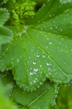 Close-up of a green hemp leaf with morning dew drops.