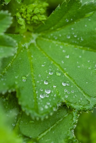 Close-up of a green hemp leaf with morning dew drops.