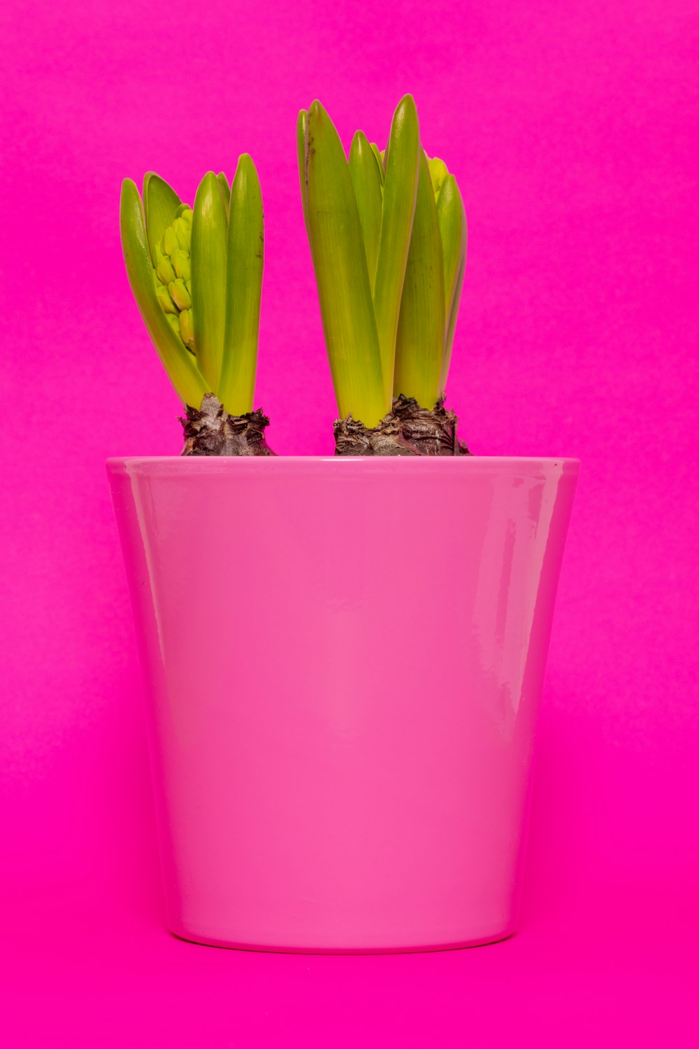 Frutto di banana giallo su bicchiere viola