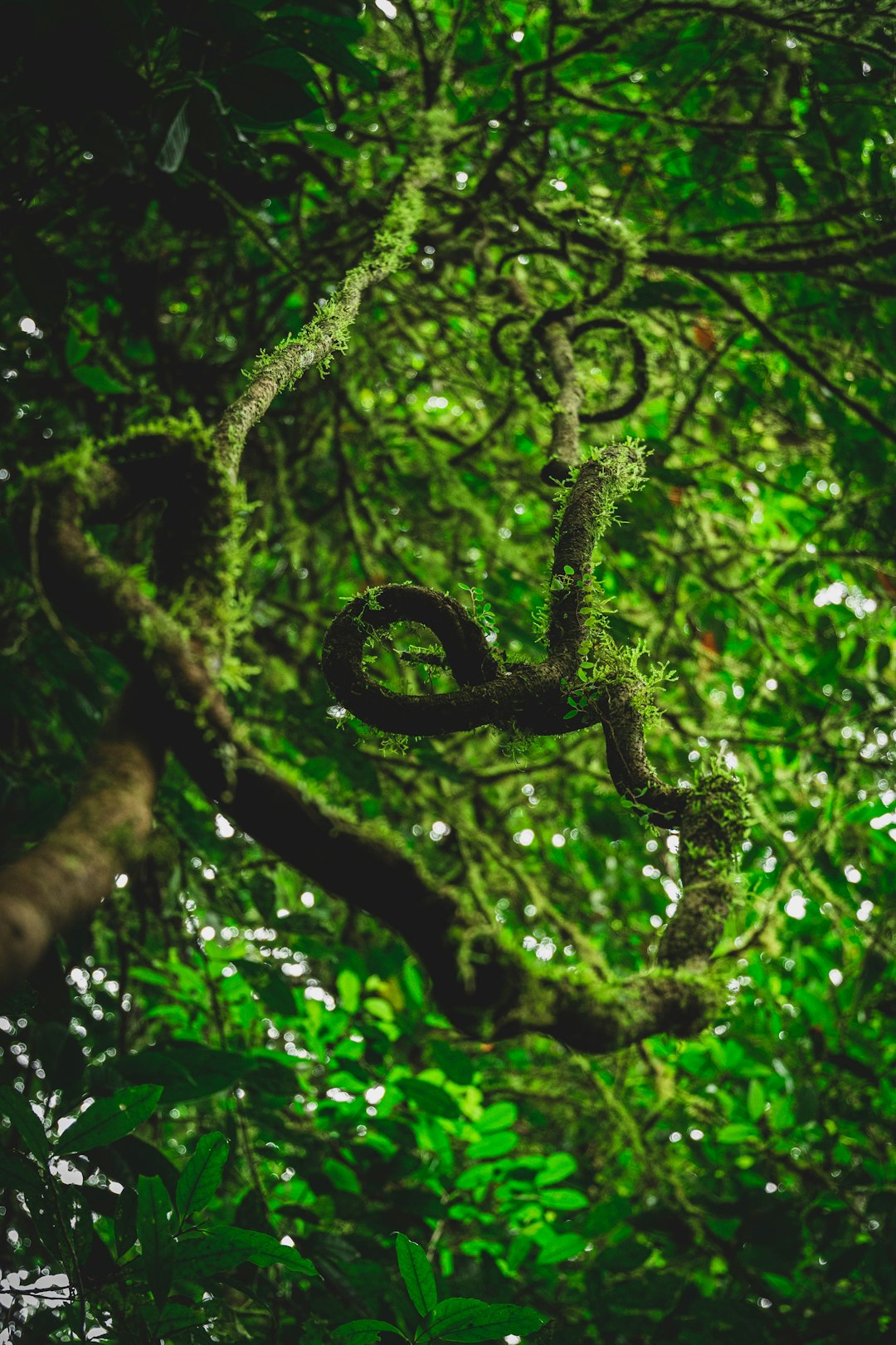 Forest photo spot Mistico Arenal Hanging Bridges Park Arenal