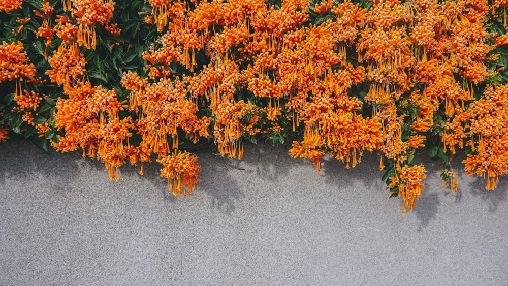 orange and green leaves on gray concrete floor