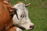 A close-up of a healthy cow in the field.